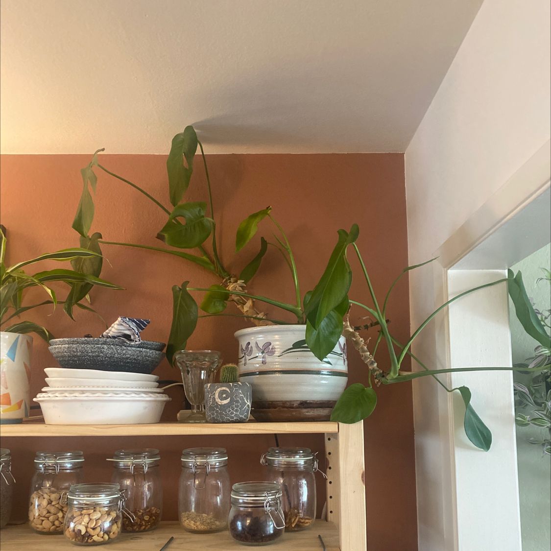 Monstera plant photo by @nikkilynn named Caren on Greg, the plant care app.