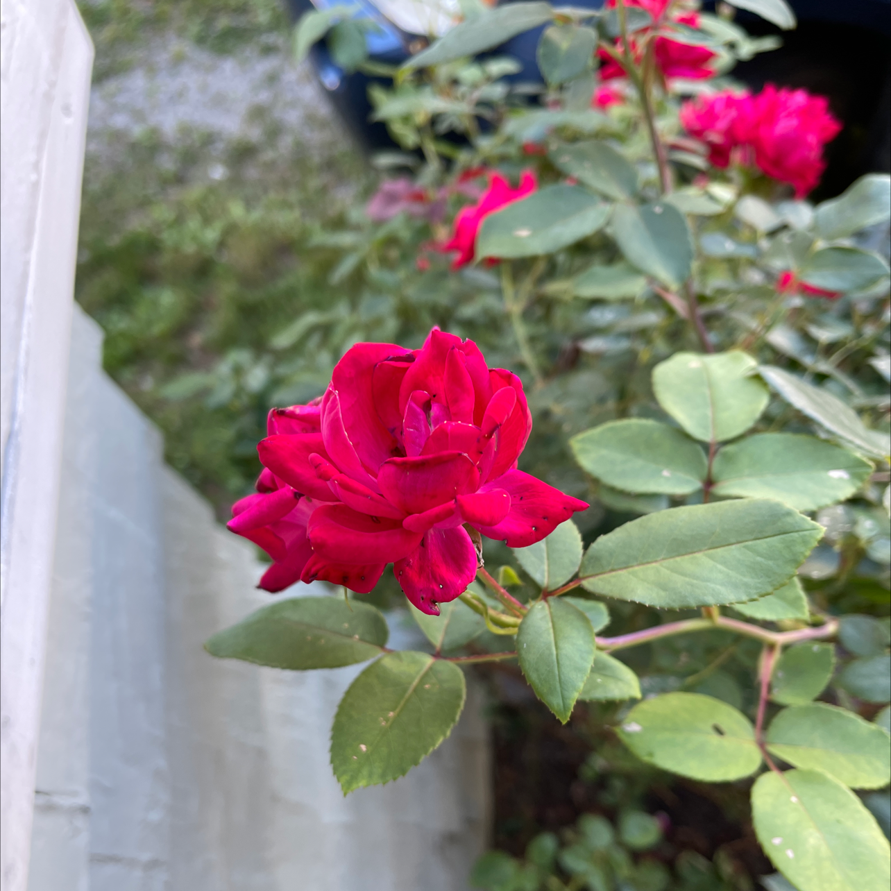 Photo of the plant species Beach Rose by Ashley named Rose on Greg, the plant care app