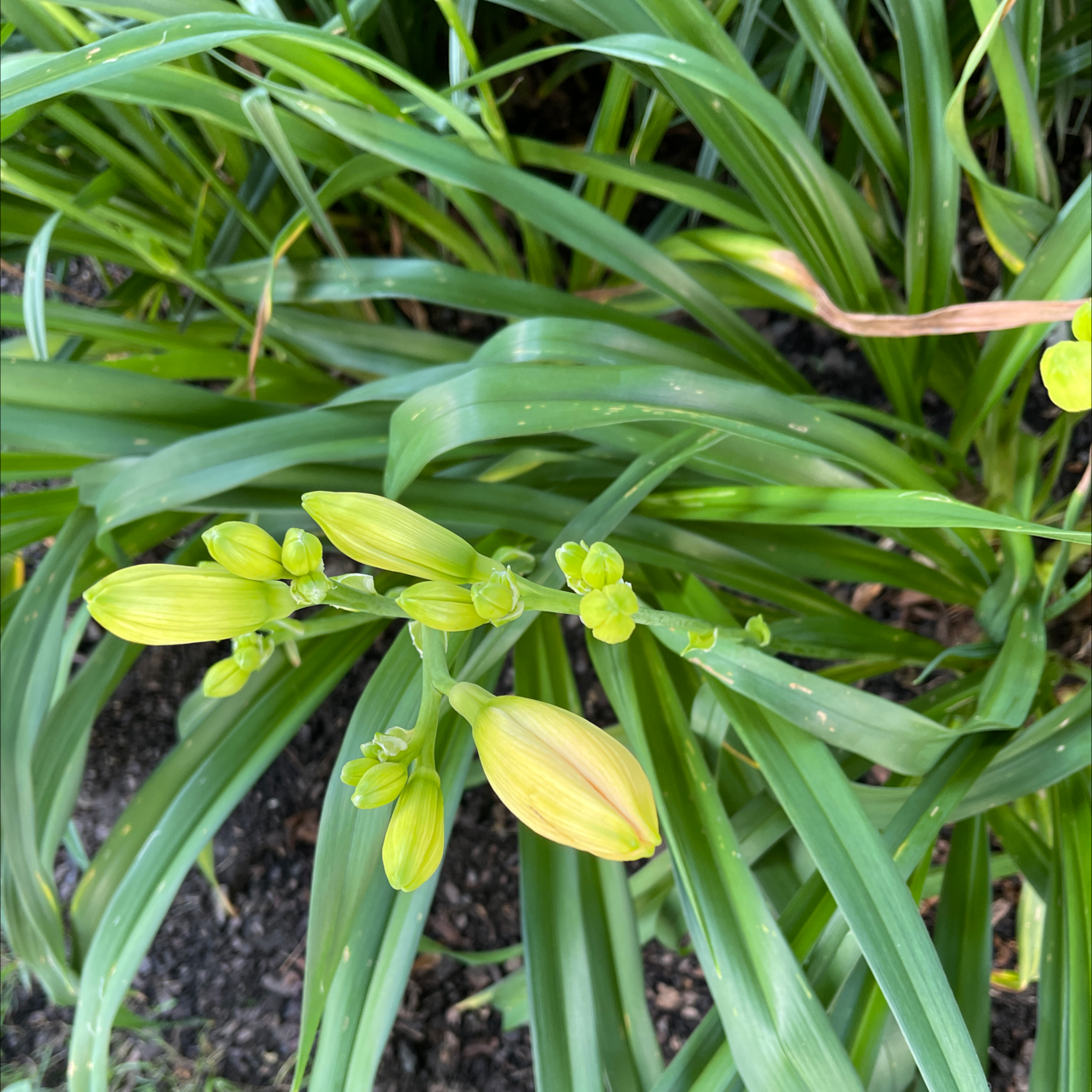 Orange Daylily plant with green leaves and several flower buds.