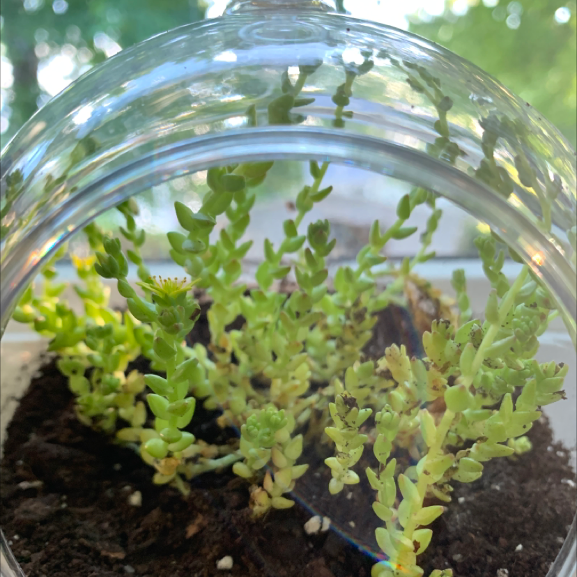 Goldmoss Stonecrop plant in soil within a glass container, well-cared for.