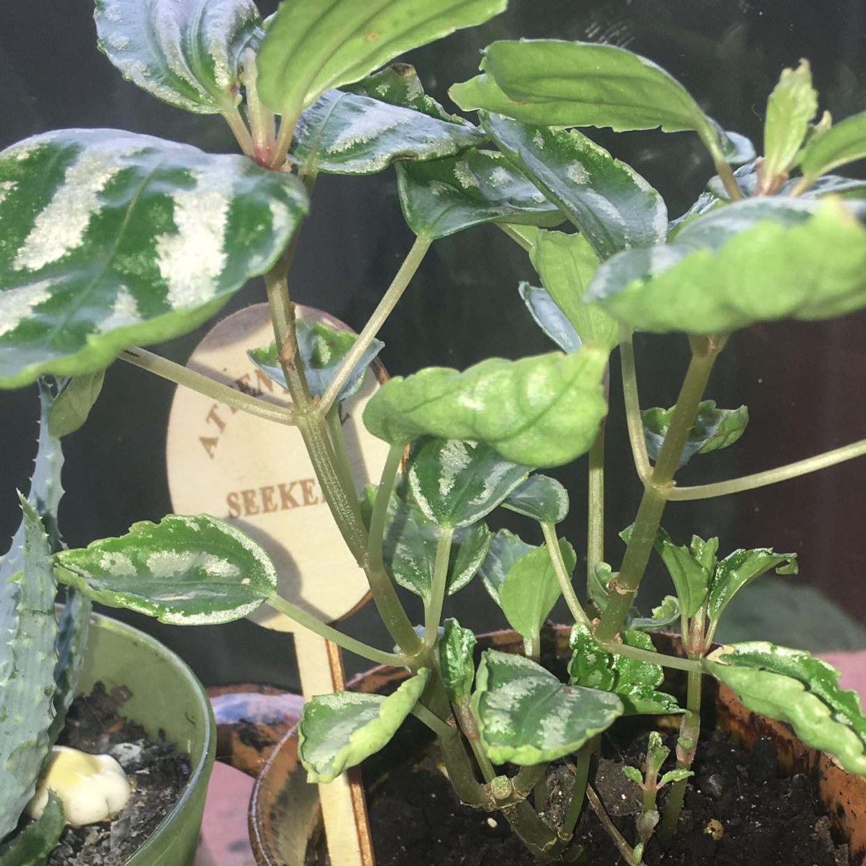 Aluminum Plant plant photo by @icantwink named Queen Cleopatra on Greg, the plant care app.