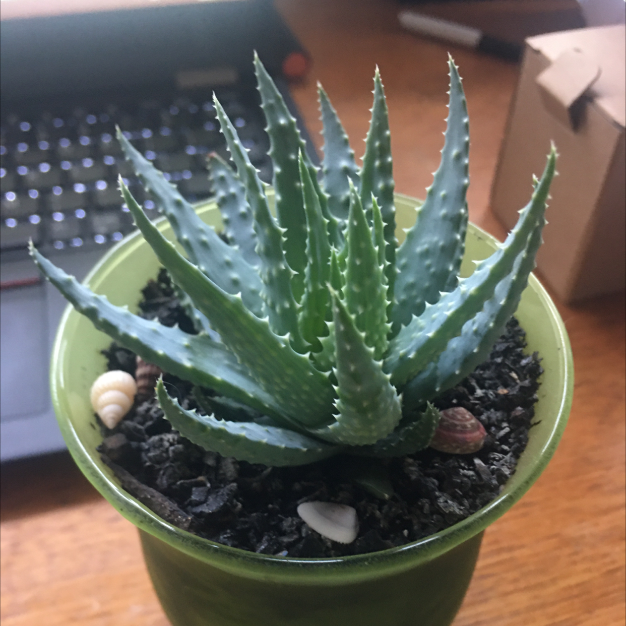 Short-Leaved Aloe plant photo by @icantwink named Leo Lion on Greg, the plant care app.
