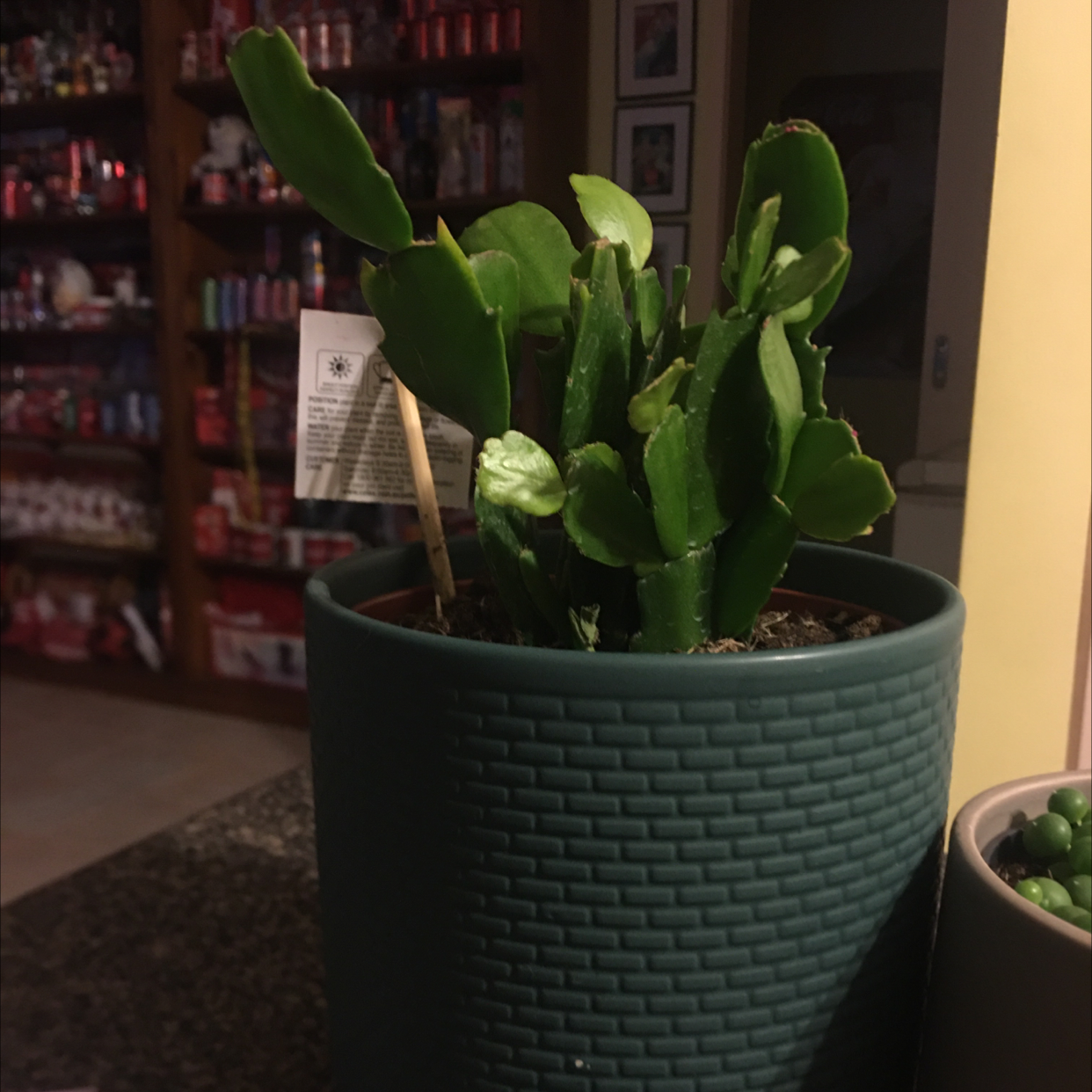 False Christmas Cactus plant photo by @icantwink named Fernie Mac on Greg, the plant care app.