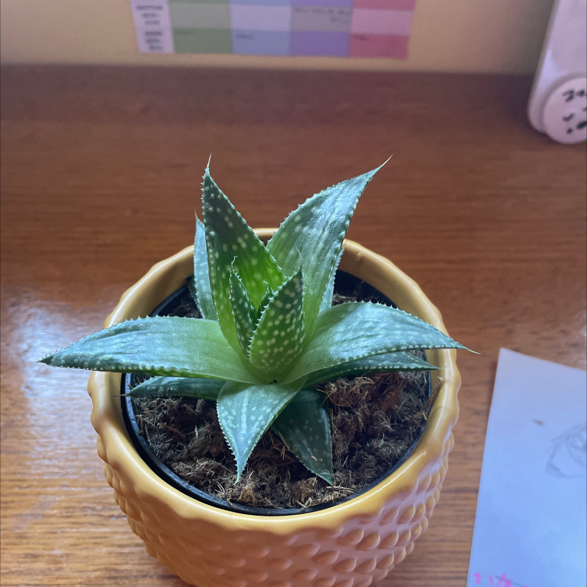 Zebra Plant plant photo by @icantwink named Bumble Bee on Greg, the plant care app.