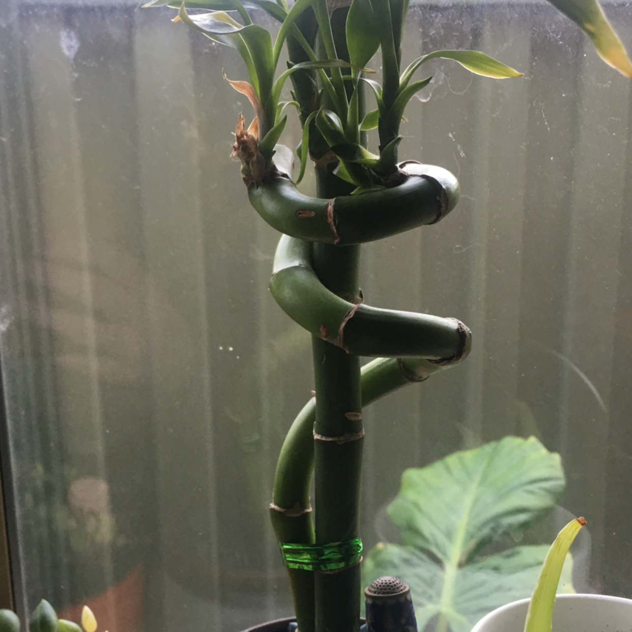Lucky Bamboo plant photo by @icantwink named Lucky Lucy on Greg, the plant care app.