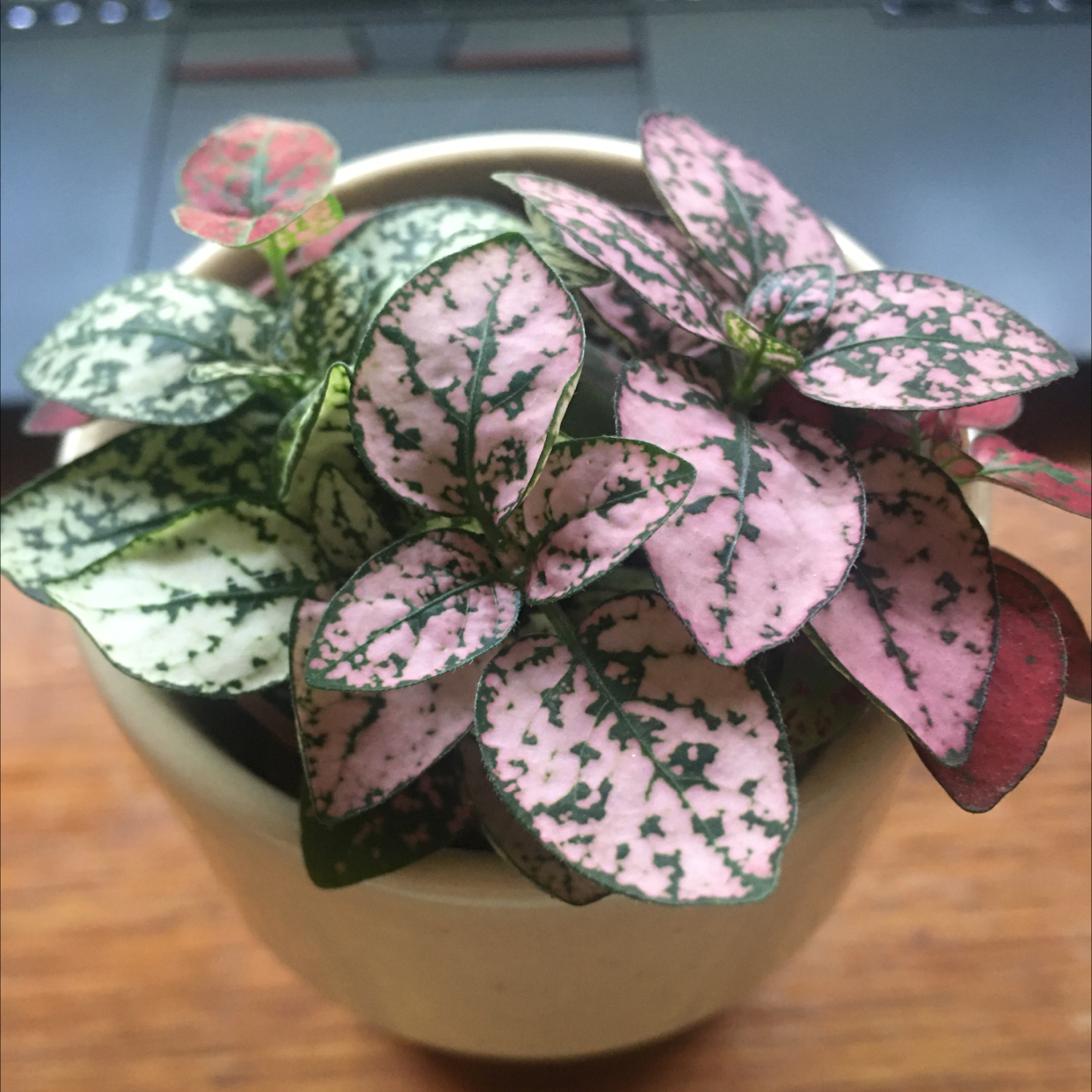 Polka Dot Plant plant photo by @icantwink named Mini Dottie Dee on Greg, the plant care app.