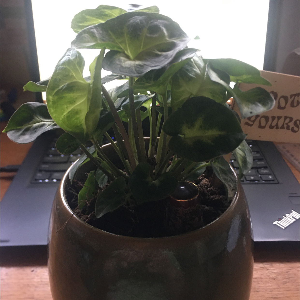 Arrowhead Plant plant photo by @icantwink named Master Airbender on Greg, the plant care app.