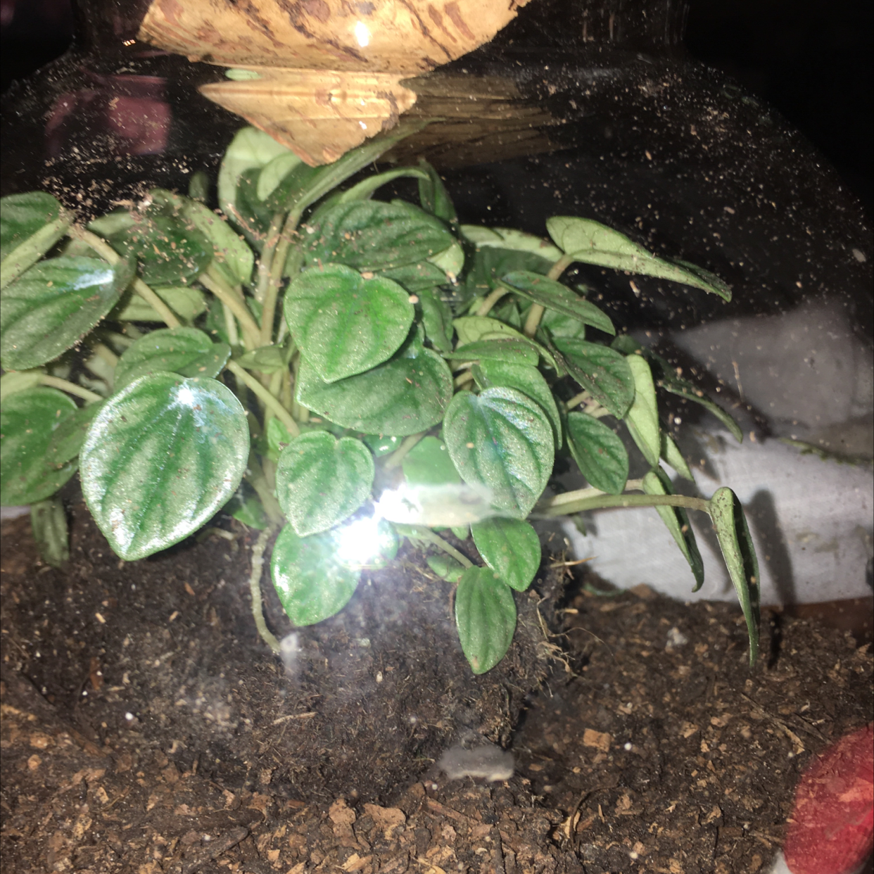 Emerald Ripple Peperomia plant photo by @icantwink named Fake Biych on Greg, the plant care app.