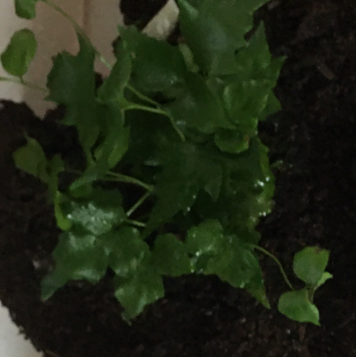 Photo of the plant species House Holly-Fern by @icantwink named Holly Green on Greg, the plant care app