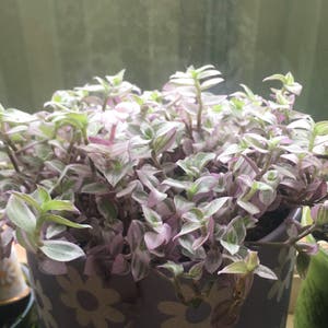 Creeping Inch Plant plant photo by @icantwink named Purple Rain on Greg, the plant care app.