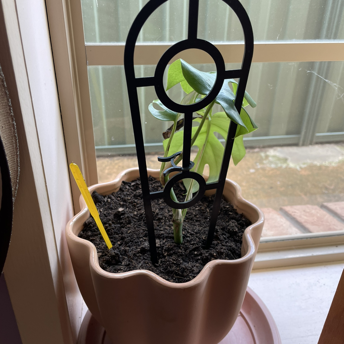 Monstera plant photo by @icantwink named Wavy Jay on Greg, the plant care app.
