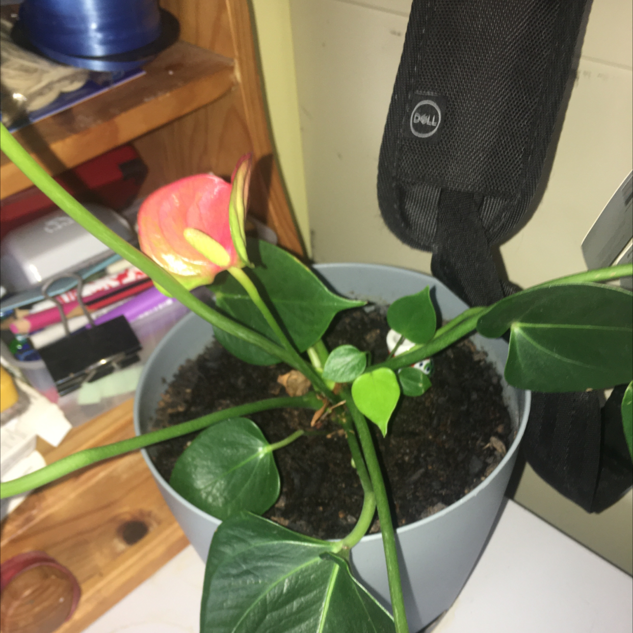 Painter's Palette plant photo by @icantwink named Cheeky Boy on Greg, the plant care app.