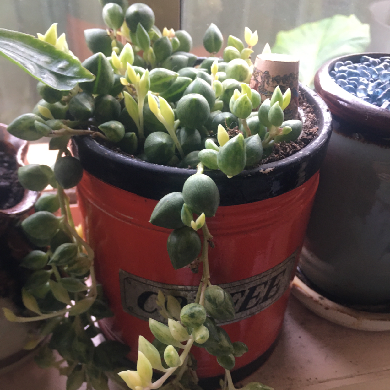 String of Pearls plant photo by @icantwink named Coffee Beans on Greg, the plant care app.