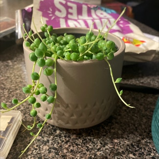 String of Pearls plant in Hoppers Crossing, Victoria