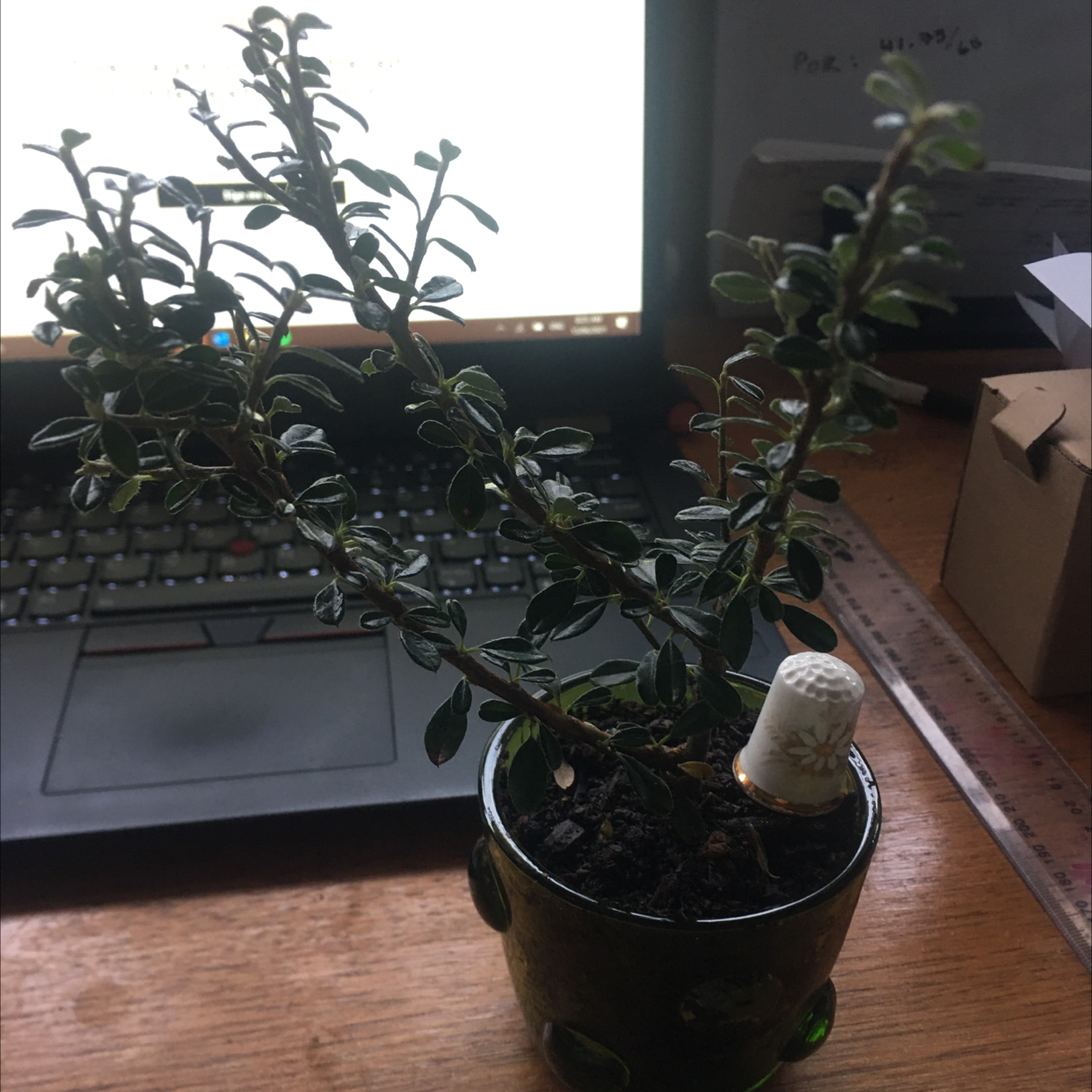 Photo of the plant species African Bonsai by @icantwink named Darwin Dammit on Greg, the plant care app