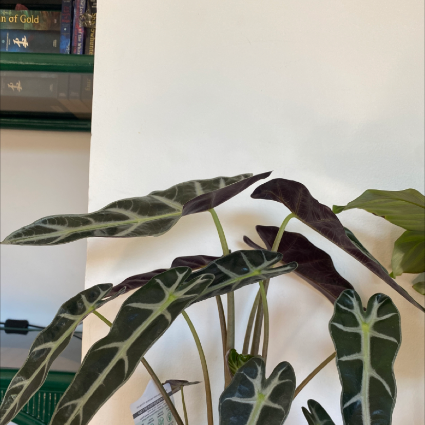 Photo of the plant species Jewel Alocasia by Cody-ann named Alocasia on Greg, the plant care app