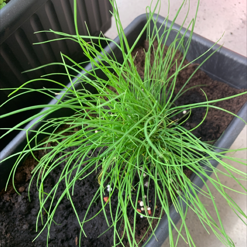 Photo of the plant species Wild Chives by Zoe named Chives on Greg, the plant care app