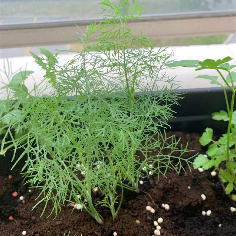 Healthy Dill plant with vibrant green foliage and visible soil.