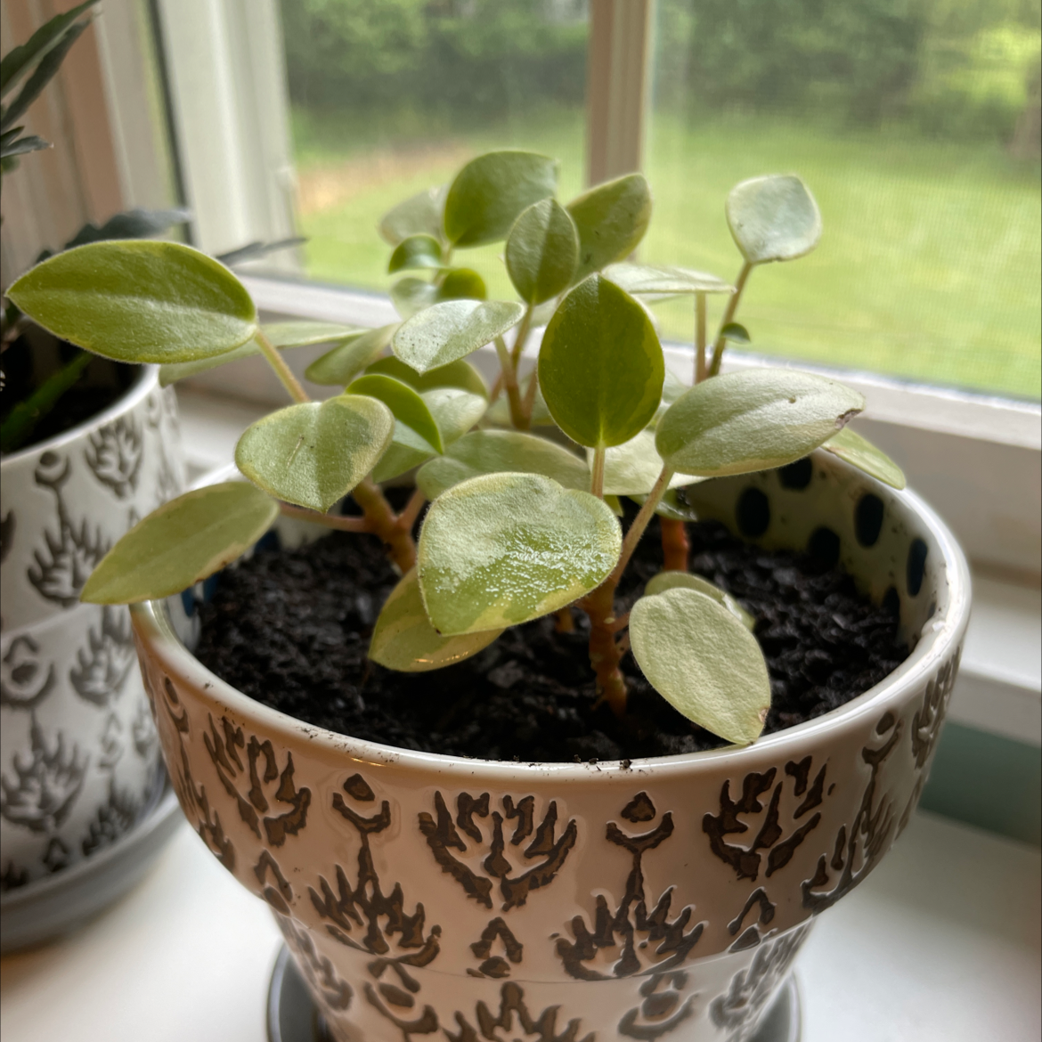 Variegated Teardrop Peperomia in a decorative pot near a window, healthy green leaves.
