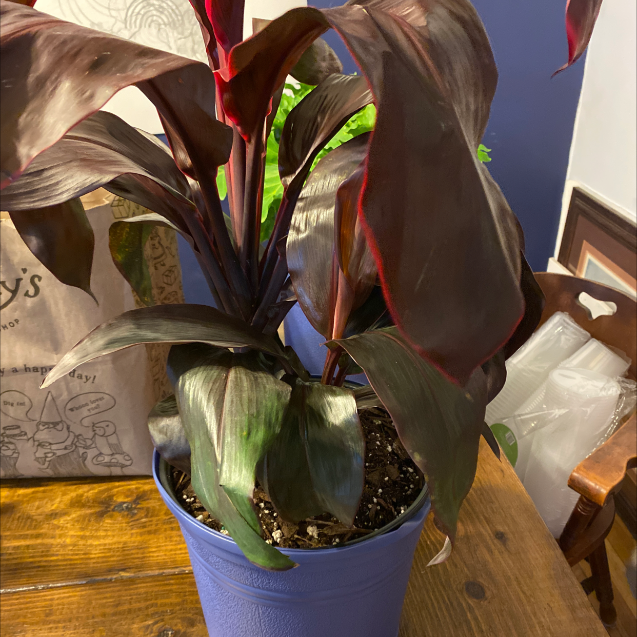 Healthy Ti plant with glossy maroon and green striped leaves in a blue plastic pot, on a wooden surface.