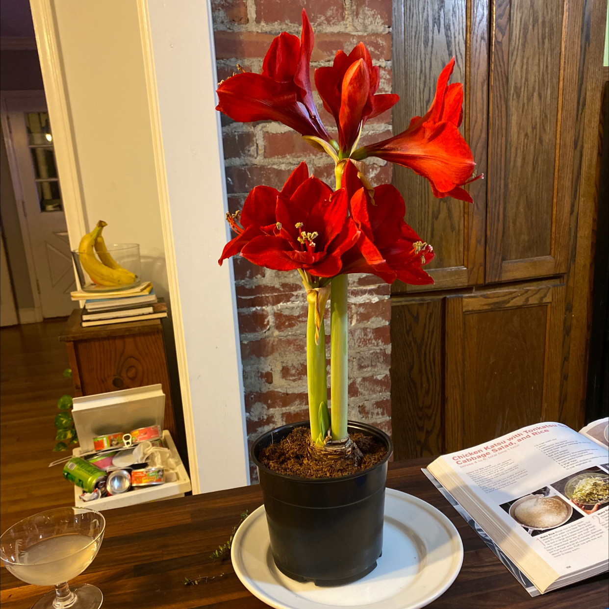Potted Striped-Tubed Amaryllis with vibrant red flowers on a table.