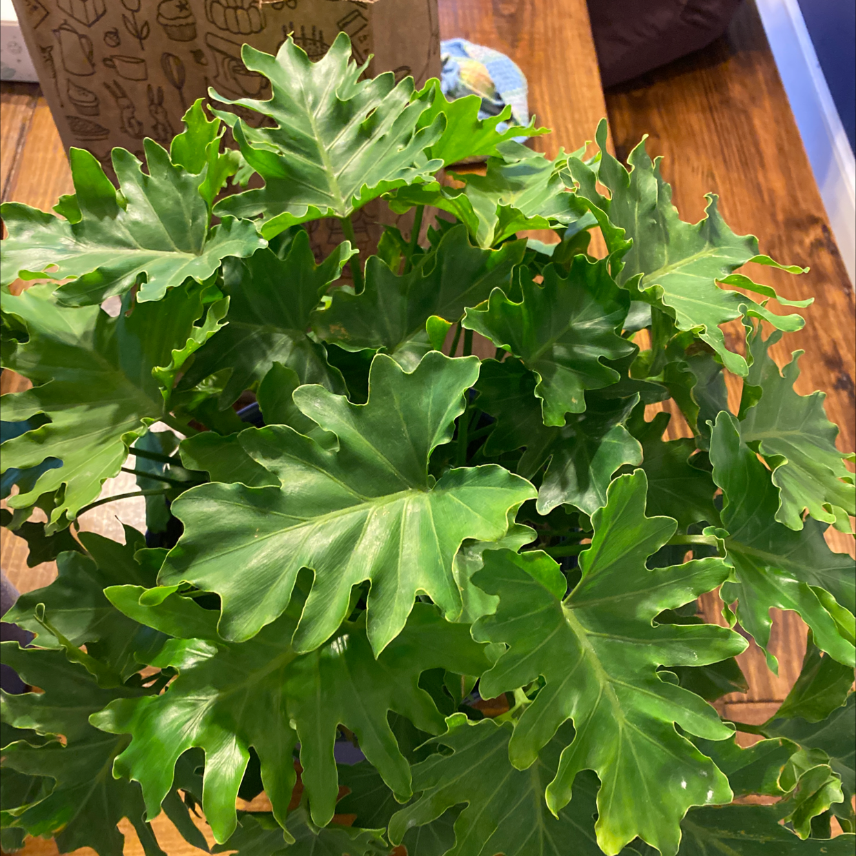 Healthy Philodendron Xanadu with lush, green leaves.