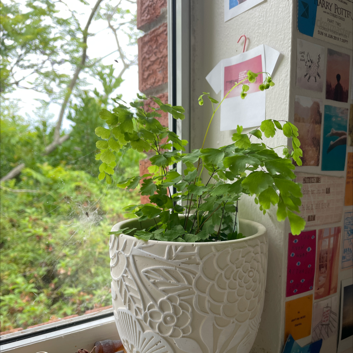 Photo of the plant species Pacific Maidenhair Fern by @lulijet named pippin on Greg, the plant care app