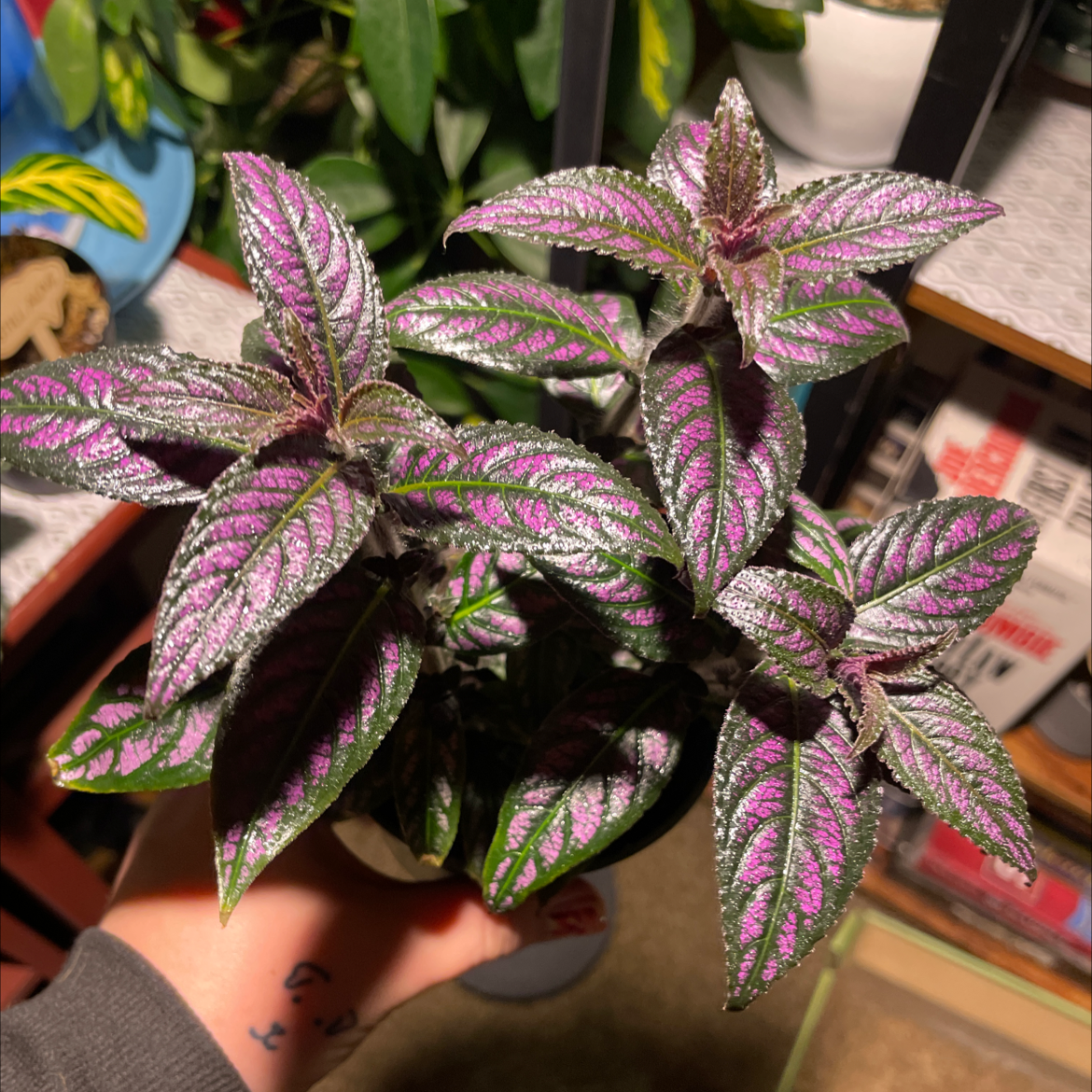 Persian Shield plant with vibrant purple and green leaves, held by a hand.