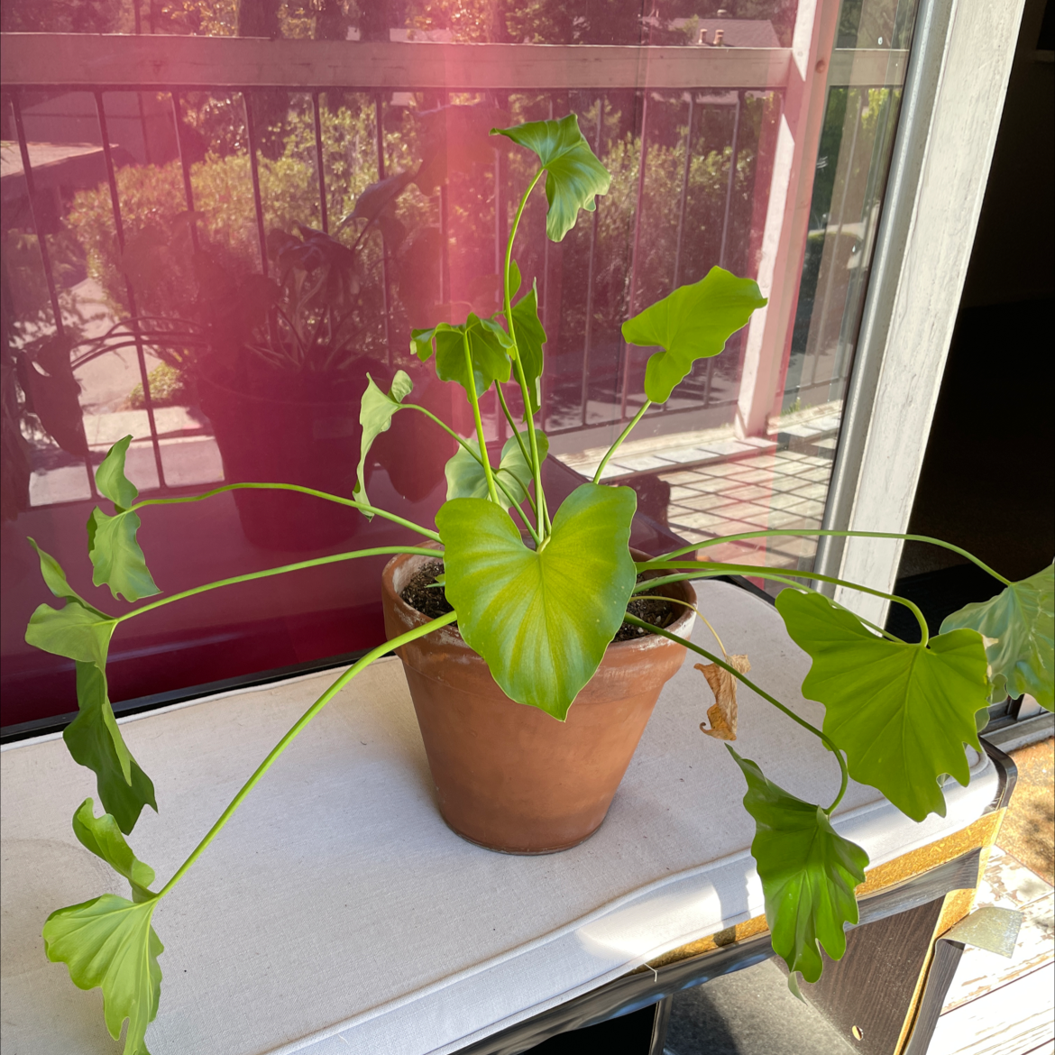 Elephant Ear Philodendron in a pot near a window with some yellowing and browning leaves.