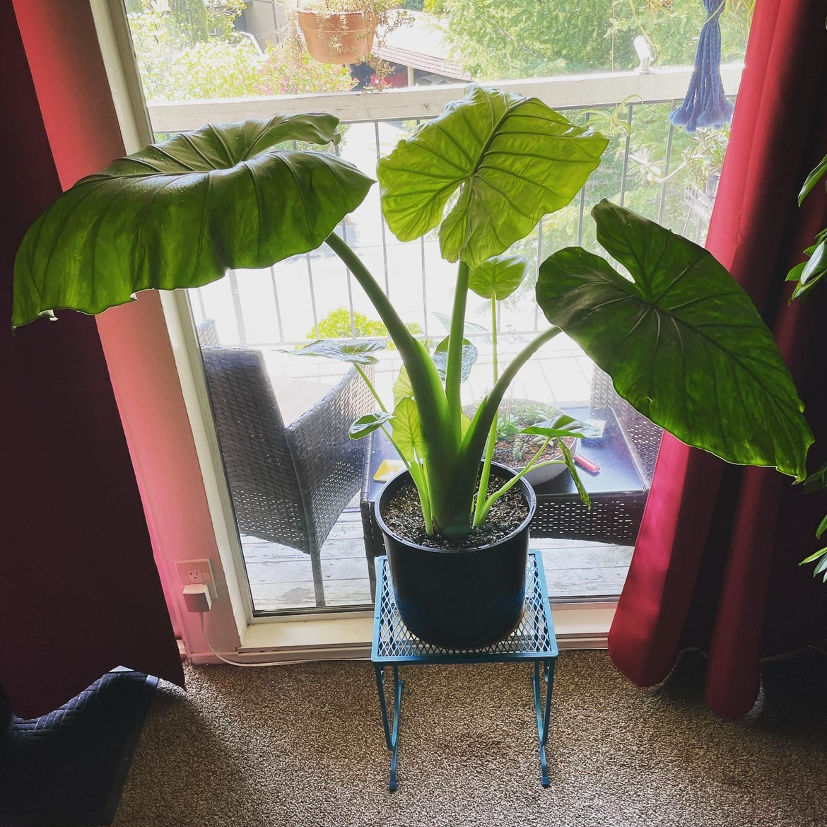 Personalized Calidora Elephant S Ear Care Water Light Nutrients Greg App