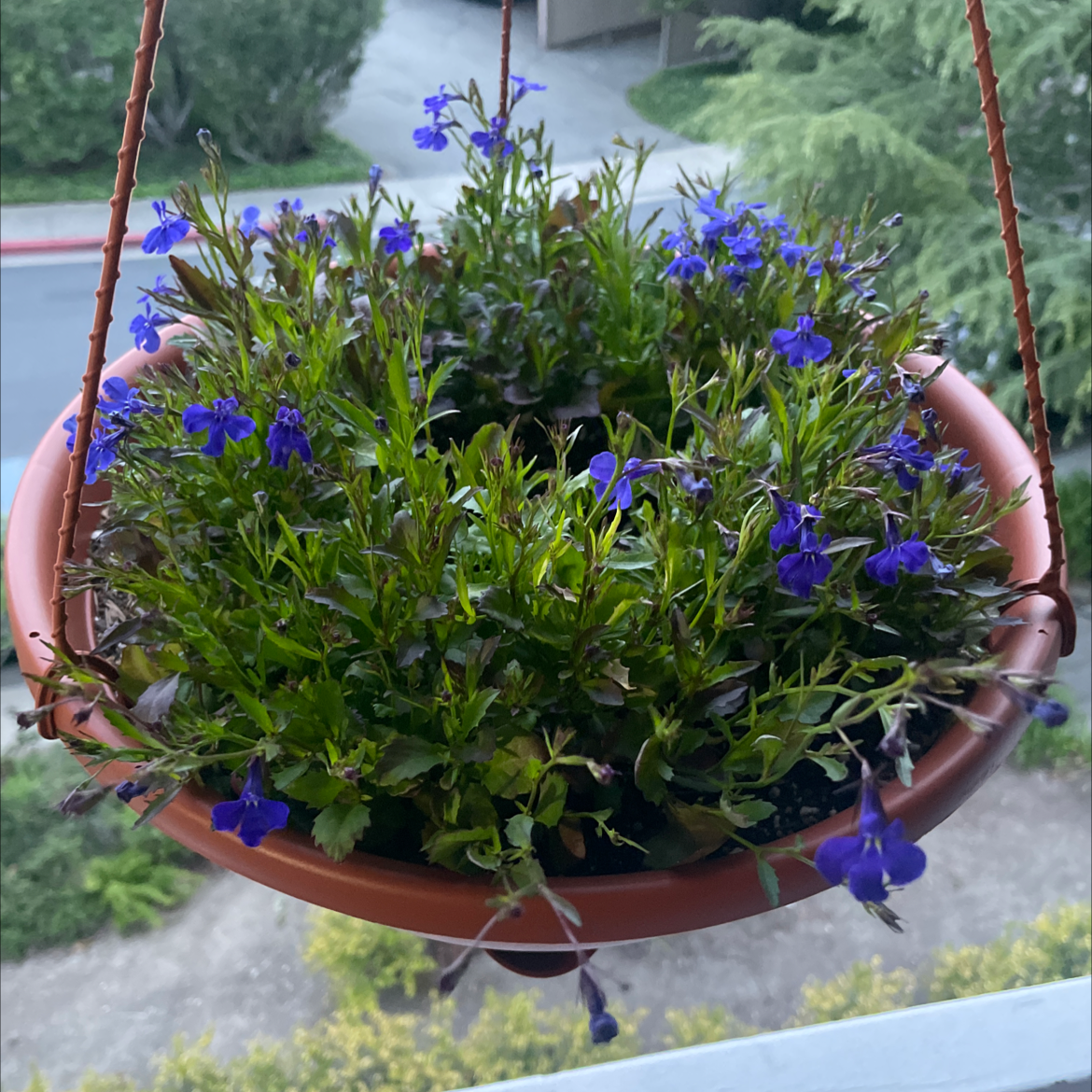 Hanging pot with Edging Lobelia, featuring small blue flowers.