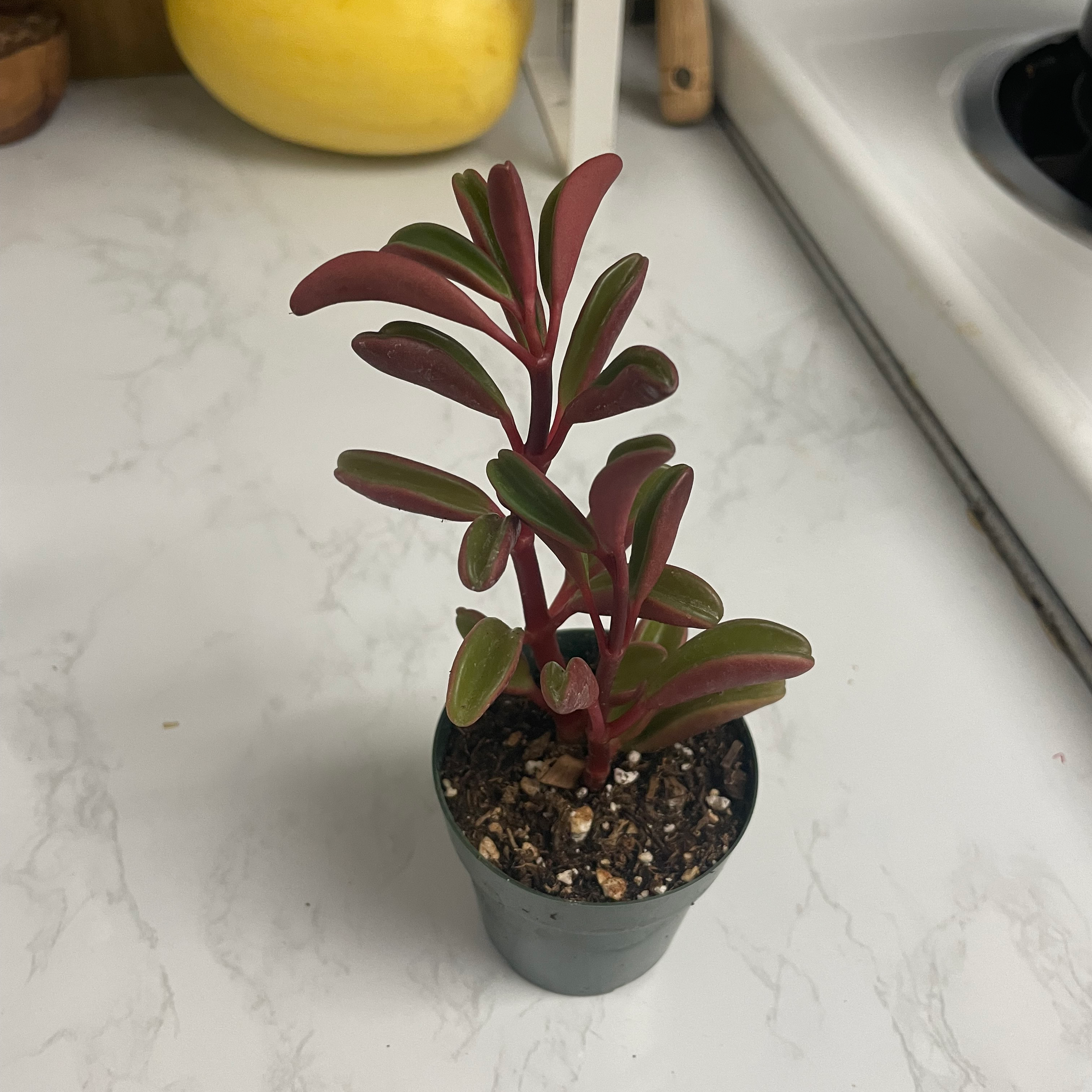 Peperomia graveolens 'Ruby Glow' plant in a small pot with visible soil.