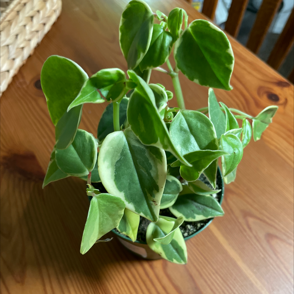 Variegated Peperomia Scandens plant with green and white leaves in a pot on a wooden table.