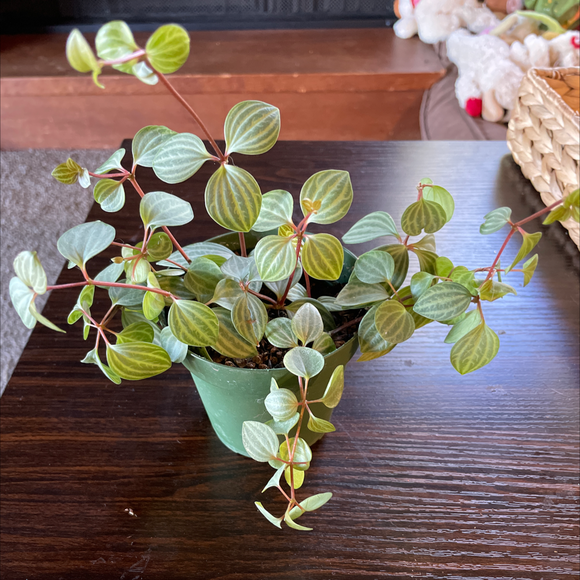 Healthy parallel peperomia plant in a green pot on a wooden table.