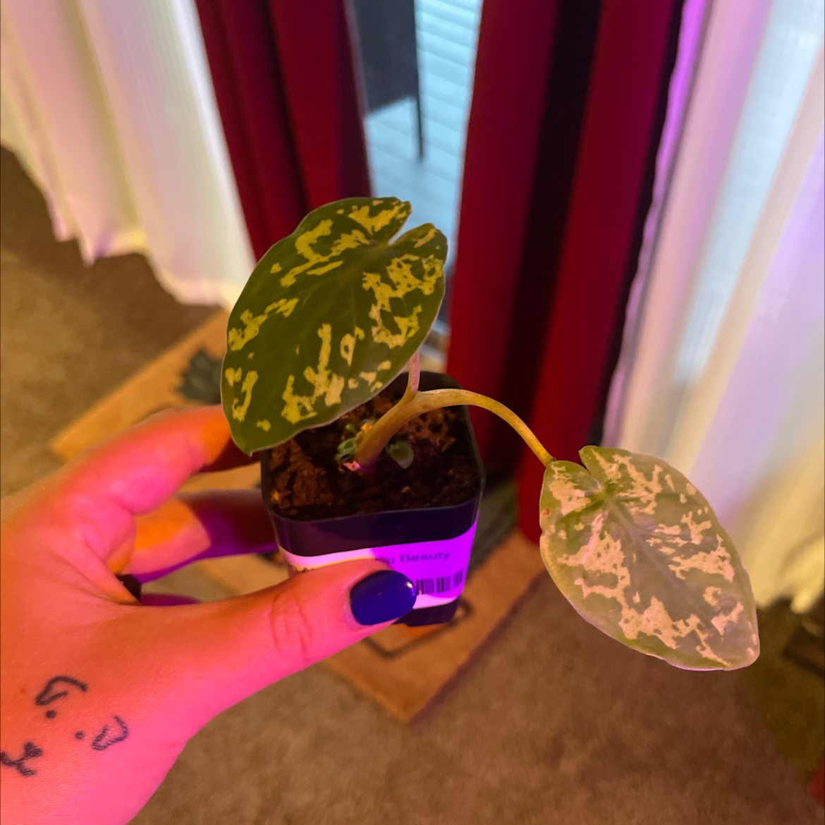 A small Caladium Hilo Beauty plant with variegated leaves in a pot, held by a hand.