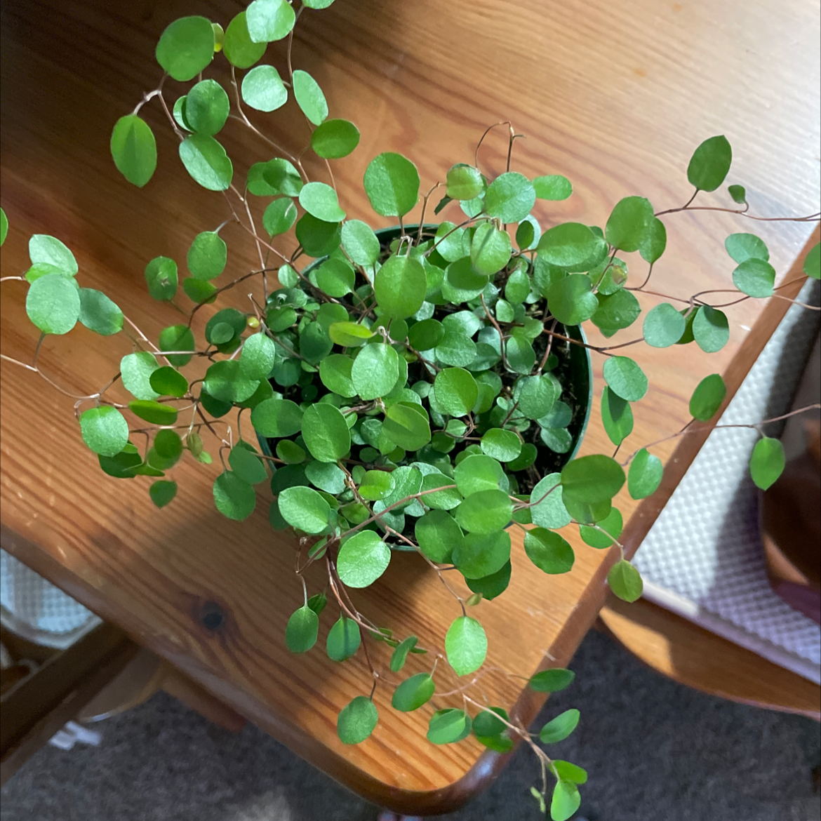 Healthy Maidenhair Vine with vibrant green leaves on a wooden table.