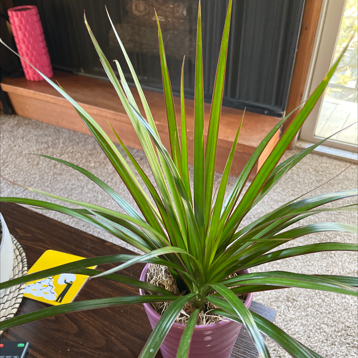 Photo of the plant species Dracaena marginata 'Bicolor' by @Kkolacy4 named Dracaena Marginata on Greg, the plant care app