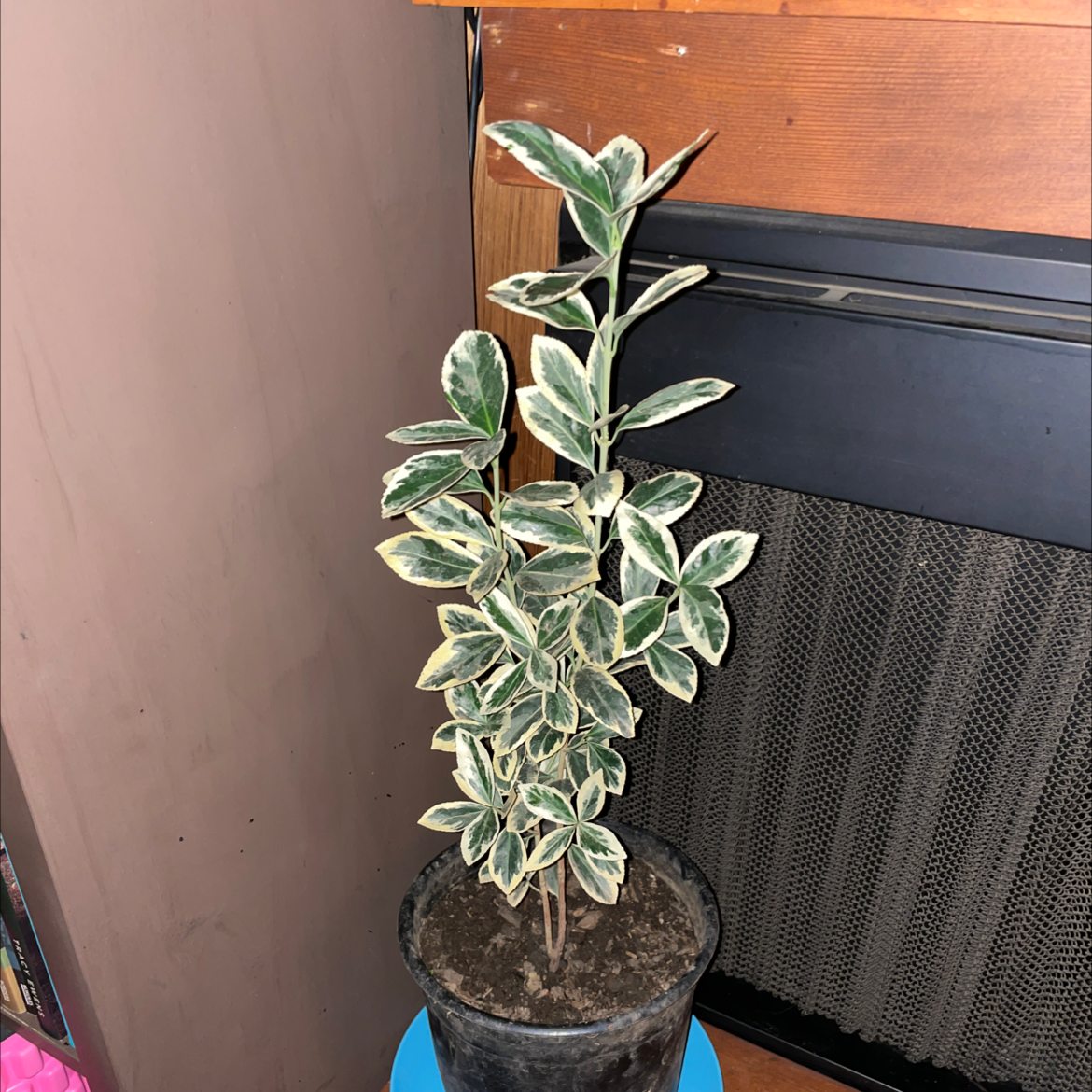 Photo of the plant species Emerald Gaiety Euonymus by @Kkolacy4 named Euonymus Fortunei “Fortune’s spindle” on Greg, the plant care app