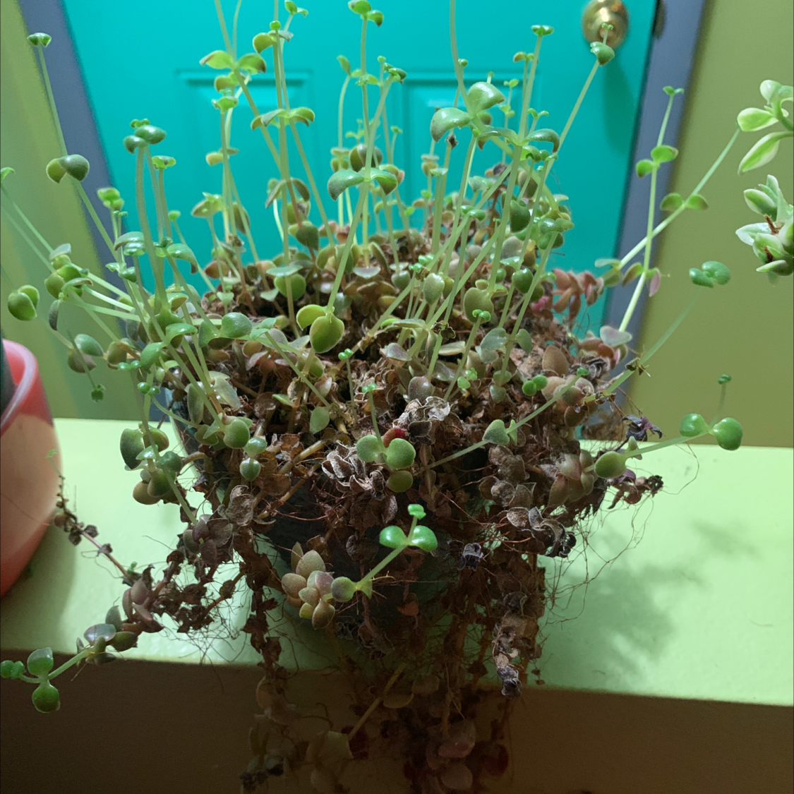 Corsican Stonecrop plant with significant browning and drying of lower leaves.