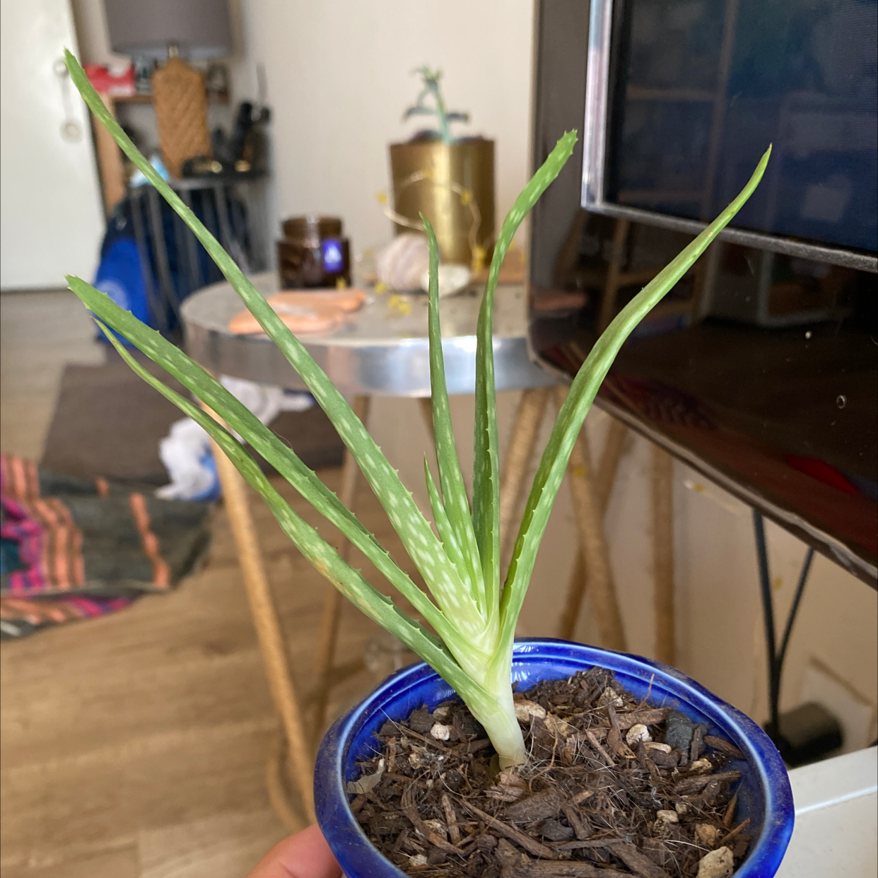 Aloe vera plant photo by Katarina named Baby Loe on Greg, the plant care app.