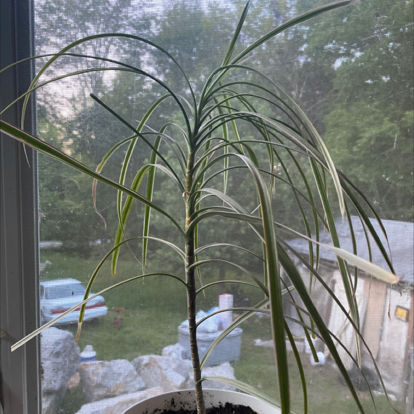 Dragon Tree plant photo by Sara jane named Friend Plant #2 on Greg, the plant care app.