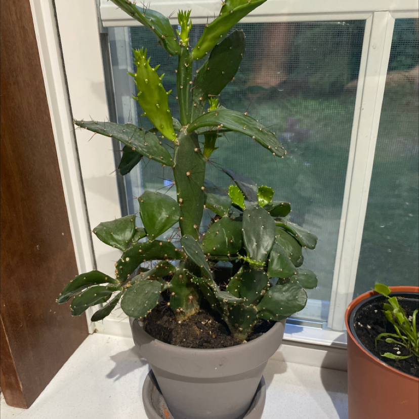 Potted Brazilian Pricklypear plant near a window, appears healthy.
