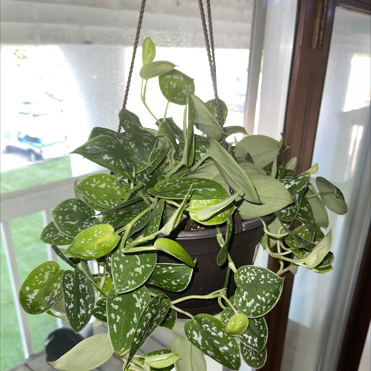 Photo of the plant species Silver Satin Pothos by @Cloudy.anahiii named bell ✨ on Greg, the plant care app