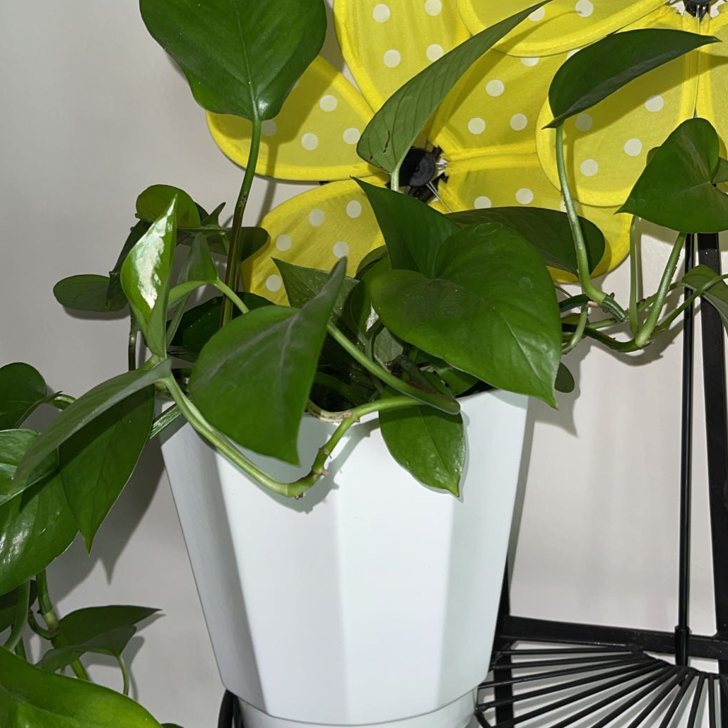 Jade Pothos plant photo by @Cloudy.anahiii named Stella on Greg, the plant care app.