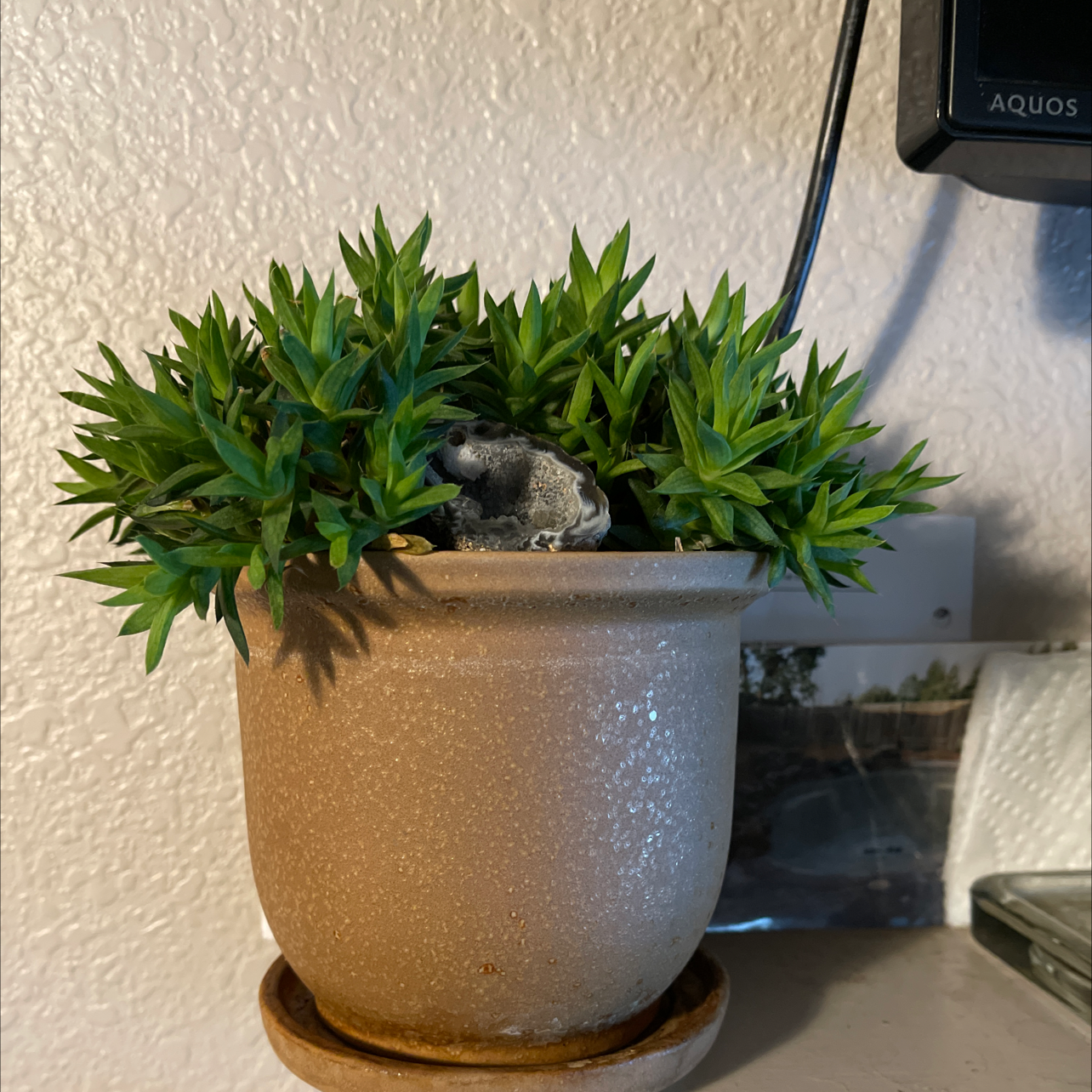 Photo of the plant species Haworthia marumiana by Angela named Marvin on Greg, the plant care app