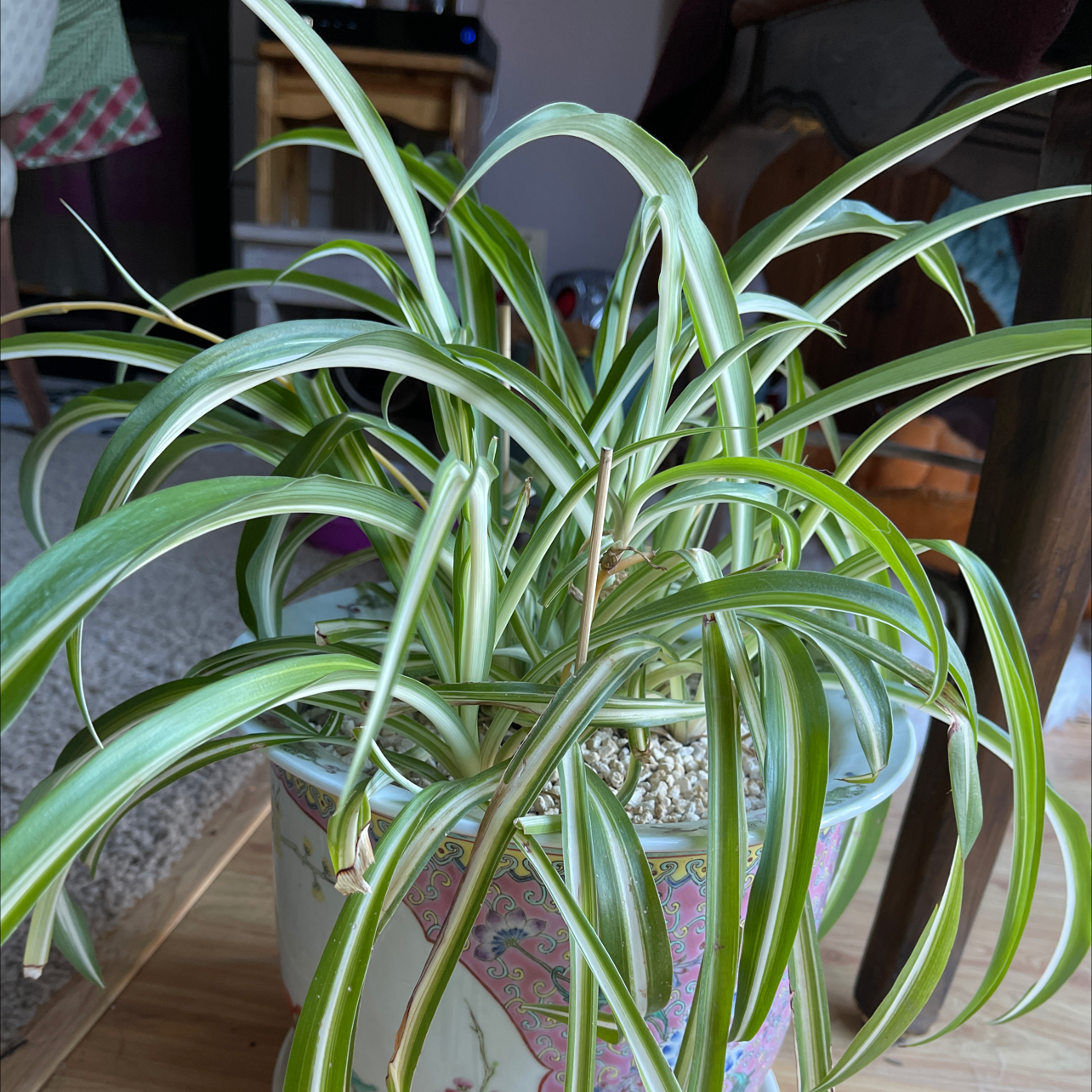 Spider Plant plant photo by Angela named Kobe on Greg, the plant care app.