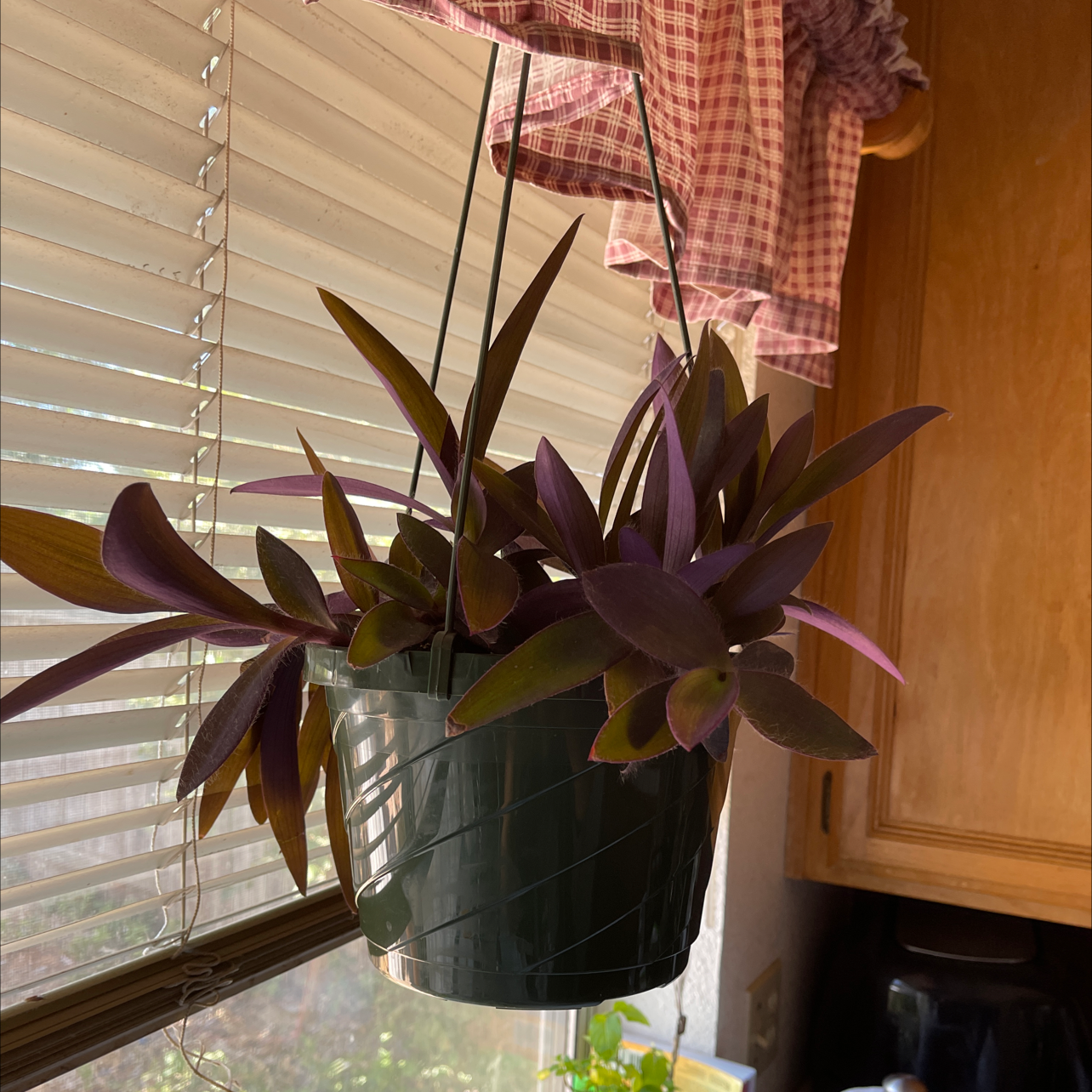 Purple Heart plant photo by Angela named Sherlock on Greg, the plant care app.