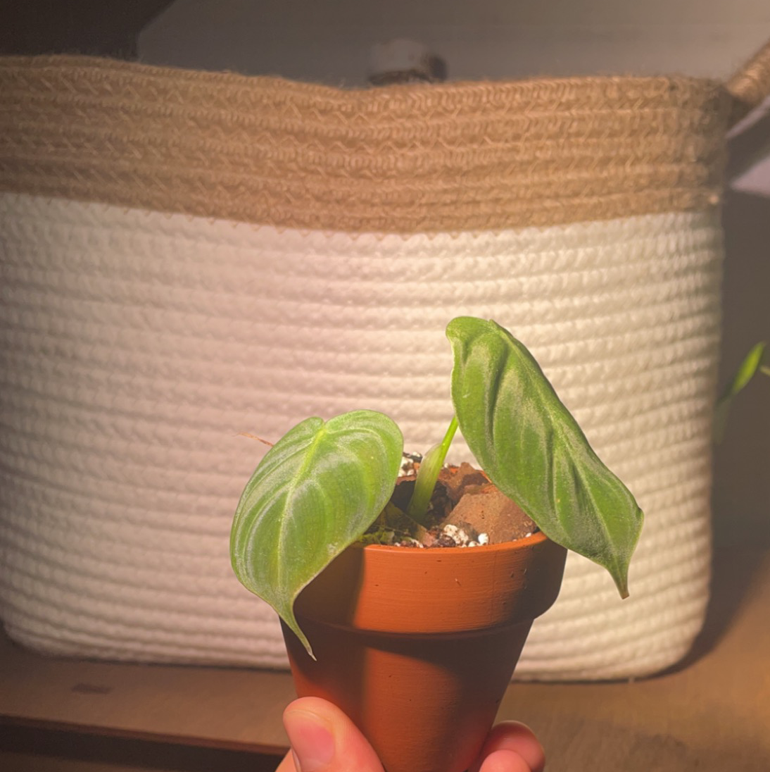 Photo of the plant species Philodendron Melanochrysum by @Ashtonandhisplants named Marilyn Monroe￼ on Greg, the plant care app