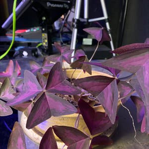 Oxalis Triangularis plant photo by Cristina named Your plant on Greg, the plant care app.