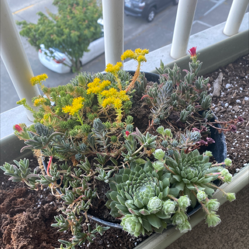 Photo of the plant species Coppery Mesemb by @Lunarhexagon named Winston on Greg, the plant care app